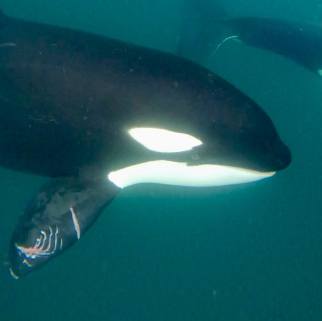 Snorkeling with orcas in La Ventana Mexico by Alyssa Ramos MyLifesAMovie.com @mylifesatravelmovie