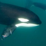 Snorkeling with orcas in La Ventana Mexico by Alyssa Ramos MyLifesAMovie.com @mylifesatravelmovie