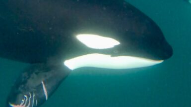 Snorkeling with orcas in La Ventana Mexico by Alyssa Ramos MyLifesAMovie.com @mylifesatravelmovie