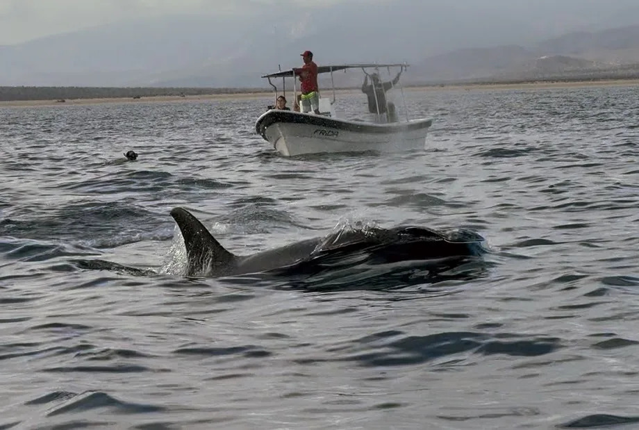 Swimming with orcas in Mexico and what the boat tours look like