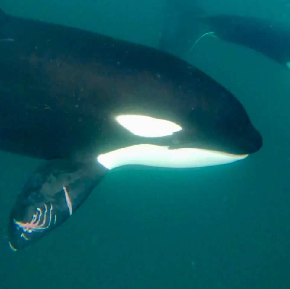 Close up of a wild orca with mating scratches in Mexico