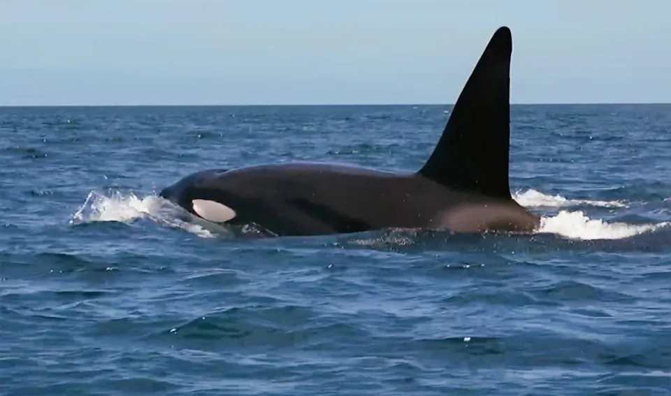 A male orca swimming next to our boat in La Ventana Mexico