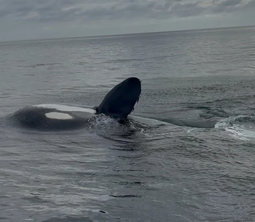 A female orca spinning and playing near our boat in Mexico